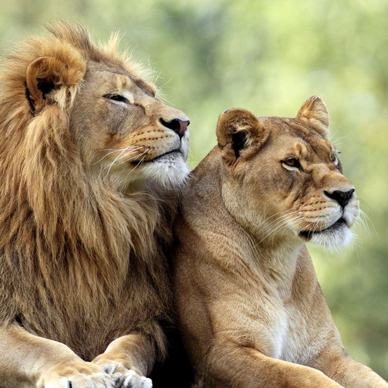 Magnificent lion and lioness lying together and surveying their territory.