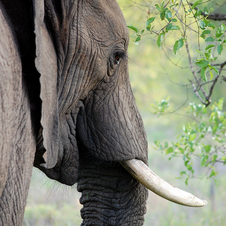 Magnificent elephant in the bush
