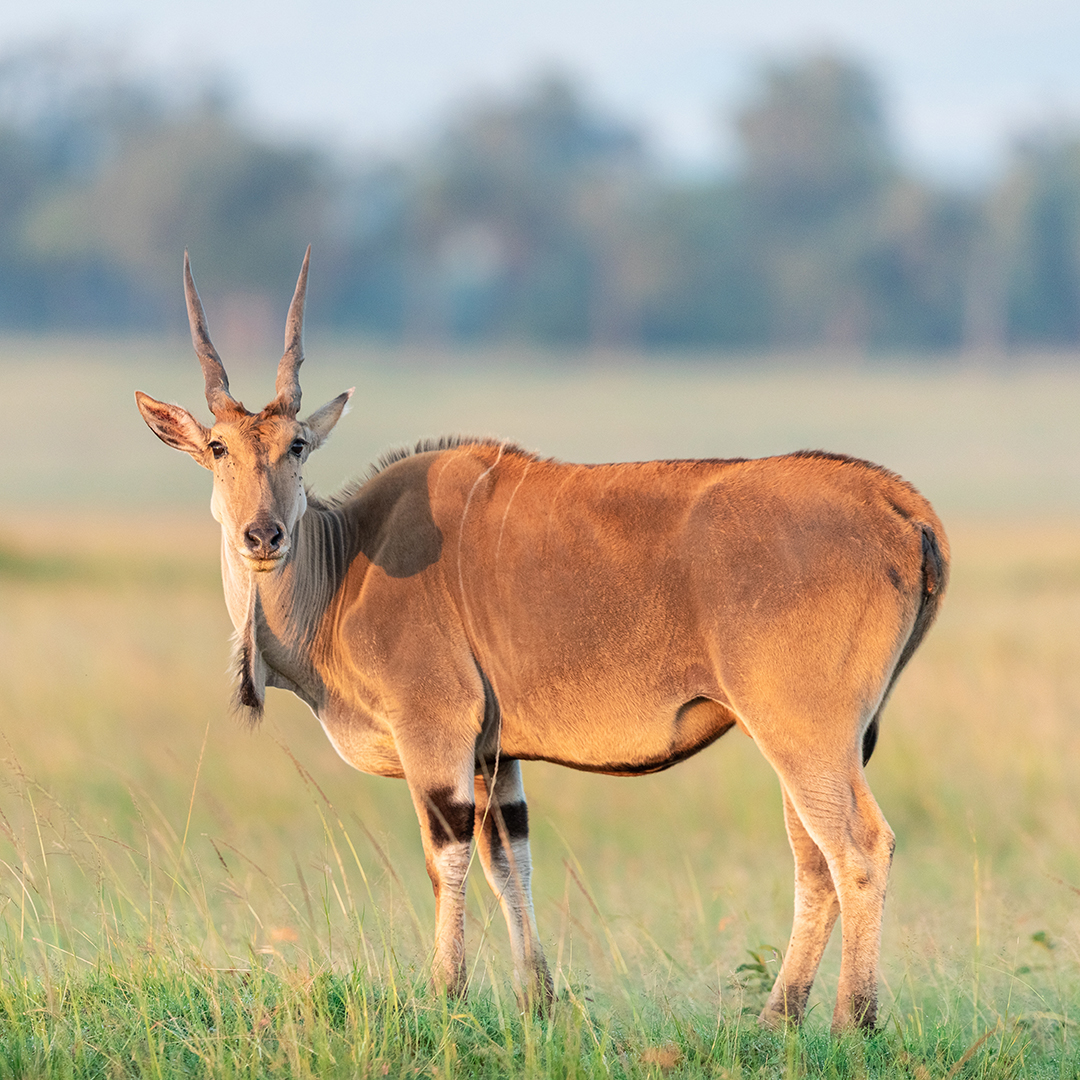 An eland on an Addo Elephant Park plain, looking at the camera.