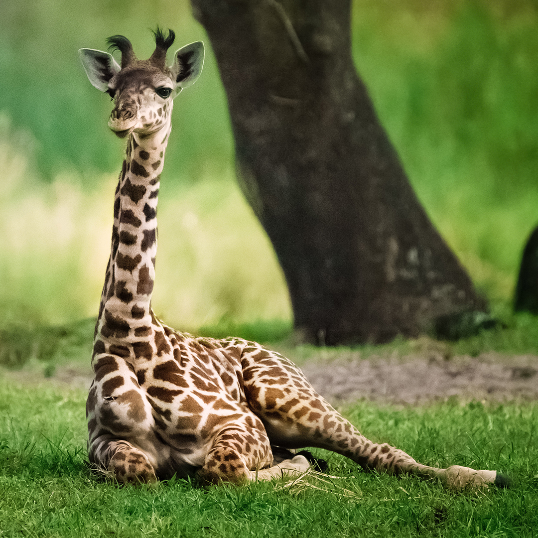 Baby giraffe lying on the ground.