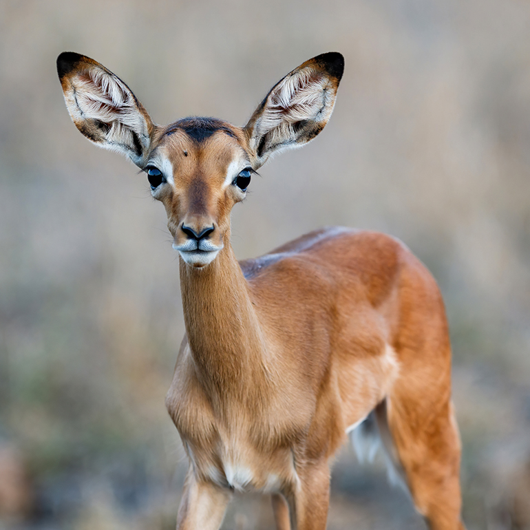 A young impala in Addo Elephant Park facing the camera.