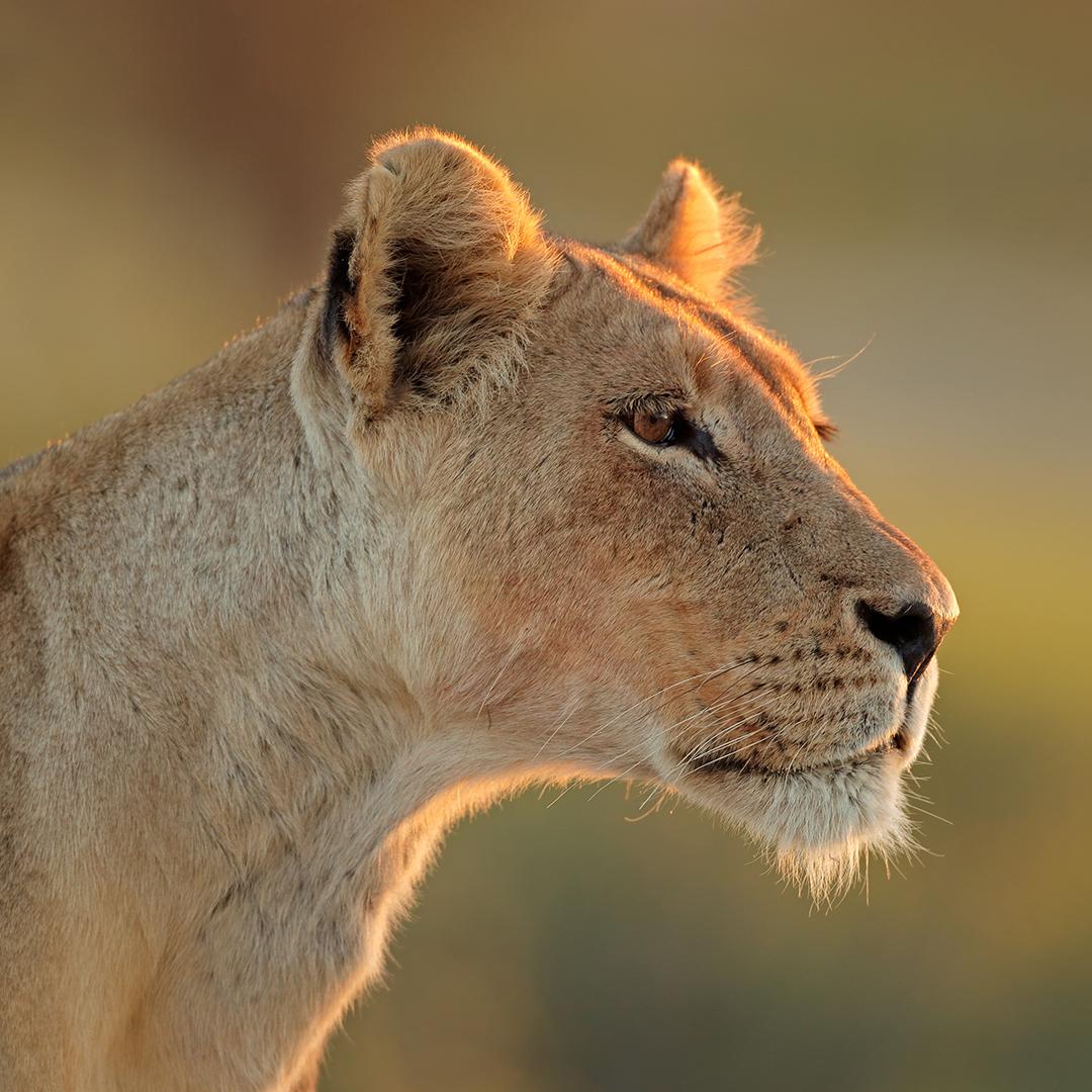 A lioness gazing at prey.