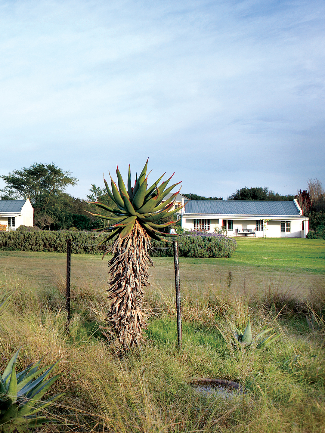 View of the Stable Cottages across rolling lawns and aloes, photo by Elsa Young.