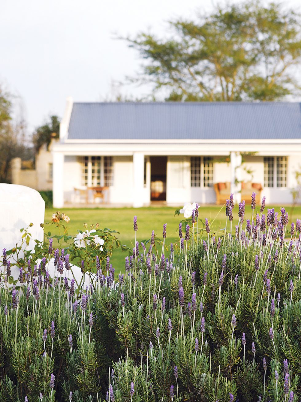 SLEEPING Elephant House