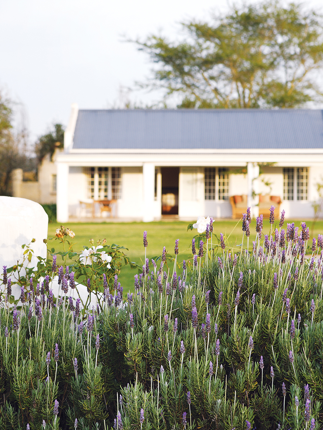 One of the Stables Cottages seen over a bed of lavender.