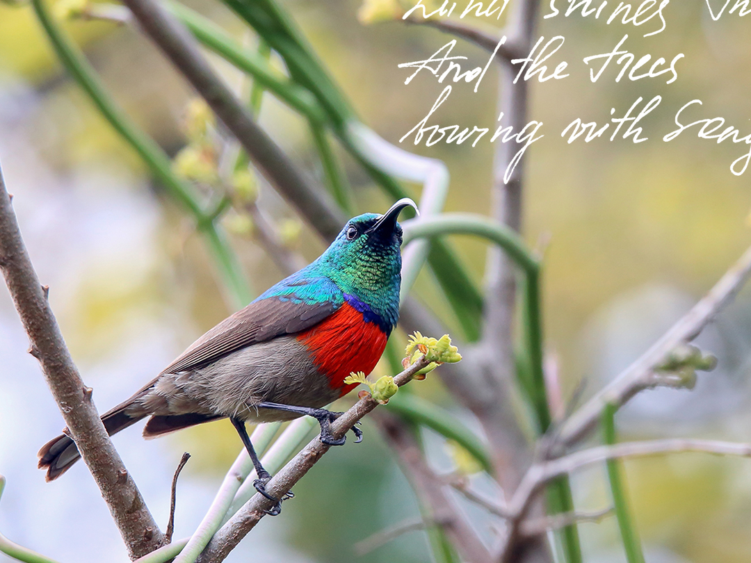 A glorious sunbird sitting on a branch in a tree.