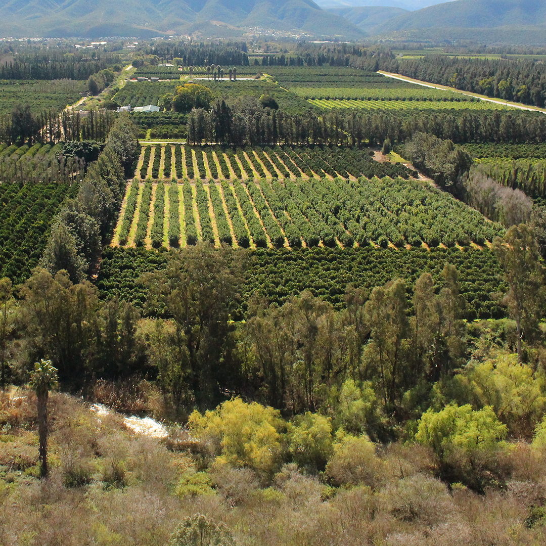 A view from above of the orchards of the Sundays River Valley.