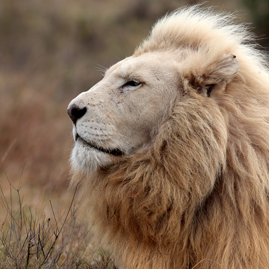 Majestic white male lion with a large mane.