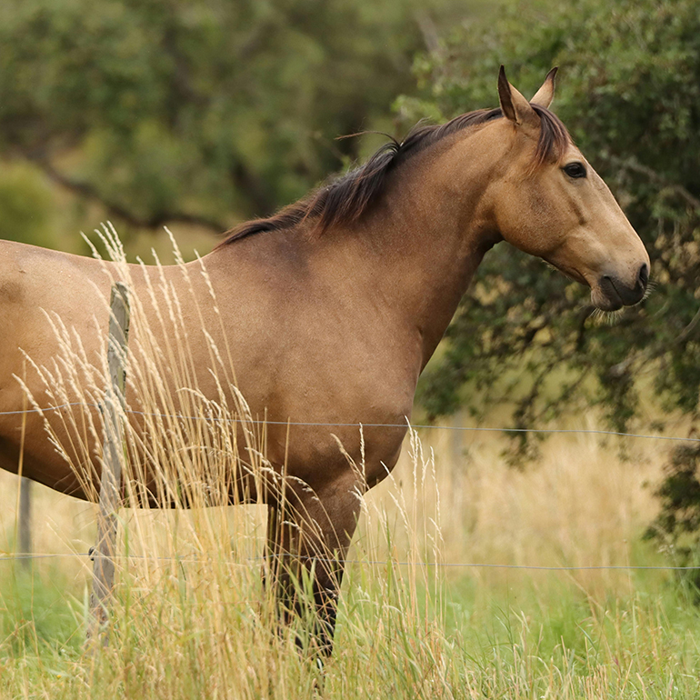 A beautiful horse in the Sundays River Valley, South Africa