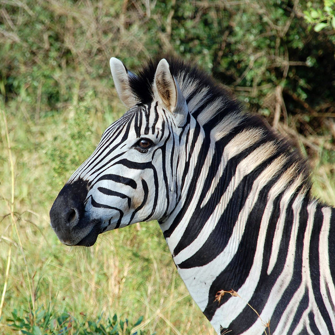 A zebra in the Eastern Cape bush, South Africa.